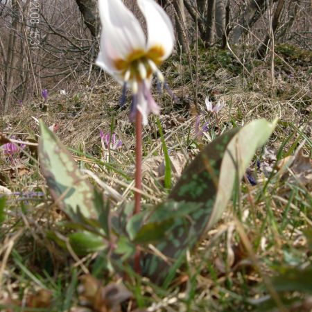 floare de primavara